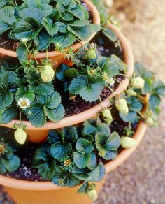 three potted plants with strawberries growing in them on the ground next to each other