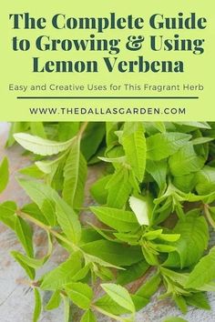 the complete guide to growing and using lemon verbena easy and creative uses for this fragrant herb