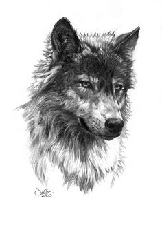 Wolf Tattoo Ideas For Men, Wolf Face Tattoo Design, Wolf Face Drawing, White Wolf Tattoo, Wolf Face Tattoo, Wolf Tattoos Men, Wolf Sketch, Wolf Tattoo Sleeve, Wolf Face