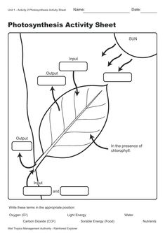 an activity sheet for photosyntheism and plant life in the wild, with diagrams