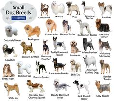 small dog breeds chart with names and pictures for each breed in english or german language