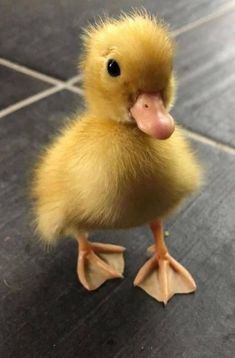 a small yellow duck standing on top of a tile floor