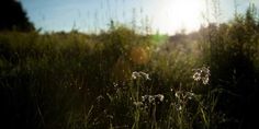 the sun shines brightly through tall grass