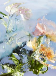 flowers are reflected in the water on a sunny day