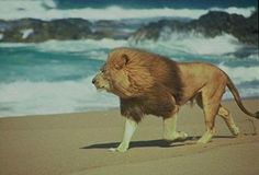 a lion walking on the beach next to the ocean