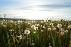 the sun shines brightly through some dandelions in a grassy field on a sunny day