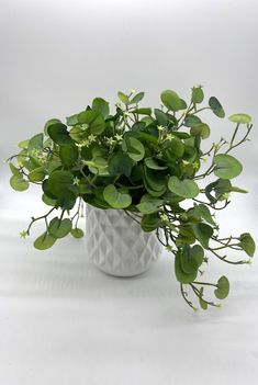 a white vase filled with lots of green plants