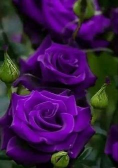 purple roses with green leaves in the foreground and an image of another flower on the background