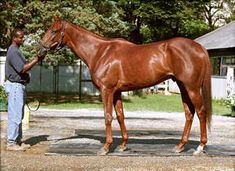 a man standing next to a brown horse