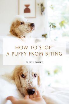 a person holding a dog in their hand with the words how to stop a puppy from biting