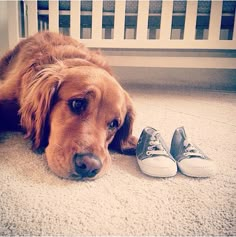 a dog laying on the floor next to shoes