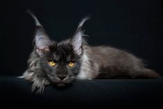 a black and grey cat with yellow eyes laying down on a black surface looking at the camera