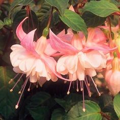 pink flowers with green leaves in the background