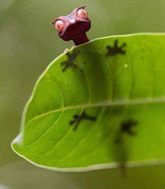 a small red frog sitting on top of a green leaf covered in tiny black bugs