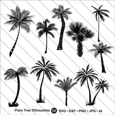 palm trees silhouettes on white background with clipping for use in graphic art or other projects