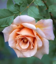 a peach colored rose with green leaves in the background