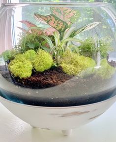 a glass bowl filled with plants on top of a white table next to a window