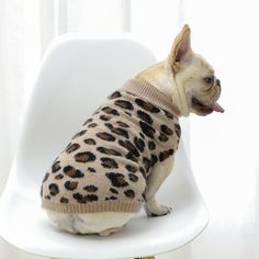 a small dog sitting on top of a white chair with a sweater on it's back