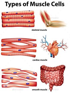 different types of muscle cells and their functions in the body, with text on white background