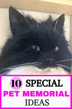 a black cat with the words 10 special pet memorial ideas on it's face