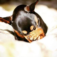 a small black and brown dog laying on top of a bed