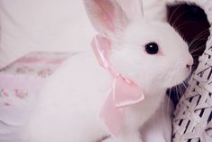 a small white rabbit with a pink bow around its neck