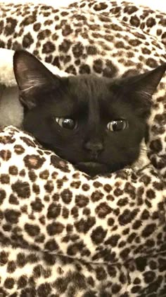 a black cat laying on top of a leopard print blanket