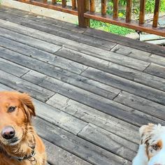 two dogs sitting on a wooden deck with one looking at the camera while the other looks up