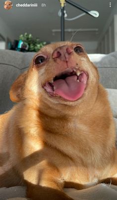 a brown dog laying on top of a couch with its mouth open and tongue out