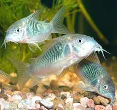 three fish swimming in an aquarium with rocks and gravel