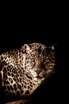 a large leopard sitting on top of a tree branch in the dark with it's eyes open