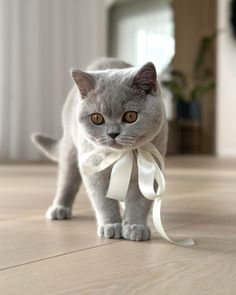 a gray cat with a white bow around its neck looking at the camera while standing on a wooden floor