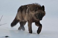 a wolf is walking through the snow