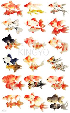 an image of many different colored fish in watercolor and ink on paper, each one being