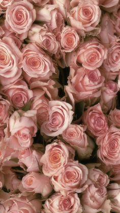 a bunch of pink roses that are very large in size and color, all together