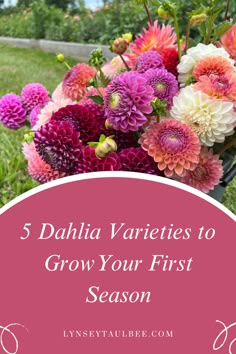 dahlia varieties to grow your first season