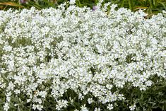 some white flowers are growing in the grass