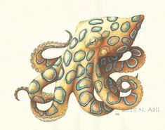 an octopus drawing with colored pencils on paper