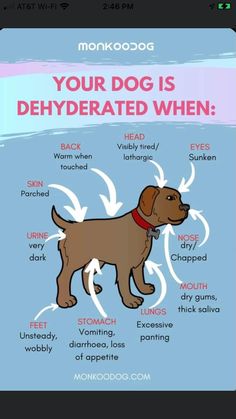 a brown dog with the words, your dog is dehydrated when