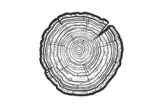 a drawing of a tree trunk showing the cross section