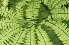 a close up view of a green leafy plant with thin, curved leaves on it