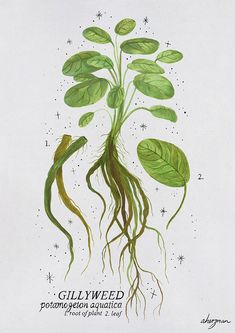 a drawing of a plant with long, green leaves and roots in the air above it