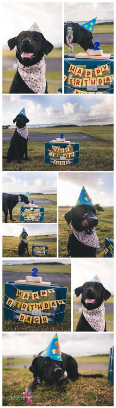 a dog wearing a birthday hat sitting on top of a blue bench in the grass