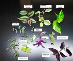 the different types of plants are shown in this image, with labels on them to describe what they are