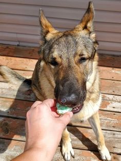 a person feeding a dog something green with his hand on the ground outside in front of a building