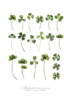 green clovers are arranged in rows on a white background