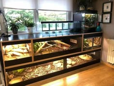 a display case filled with lots of different types of plants and animals in glass cases