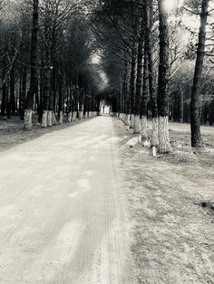 black and white photograph of a dirt road surrounded by trees