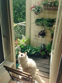 a white cat sitting on top of a wooden bench next to a window and potted plants