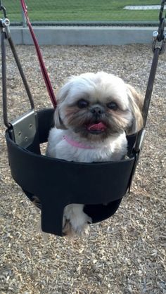 a small white dog sitting in a swing at a park with his tongue hanging out